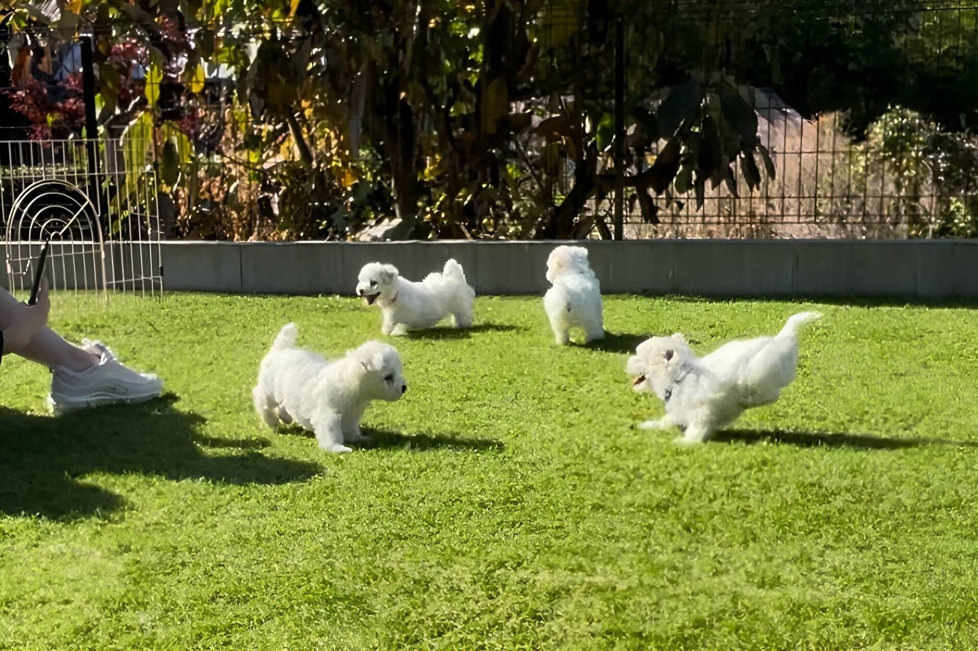 子犬